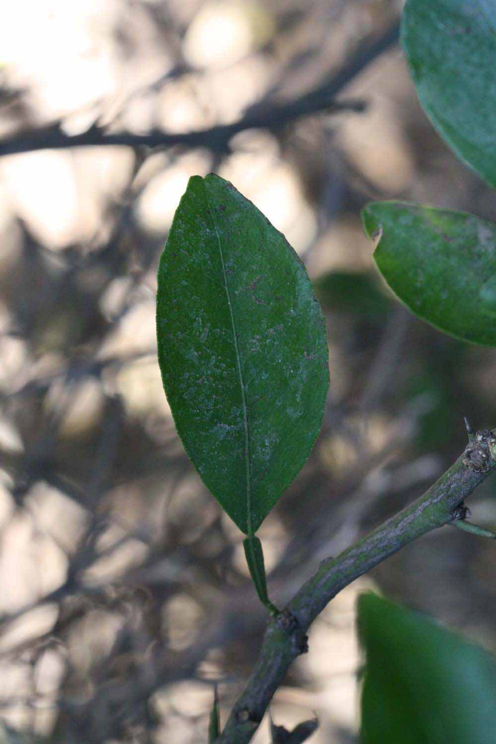              Unifoliolate leaf (Riverside, CA)       